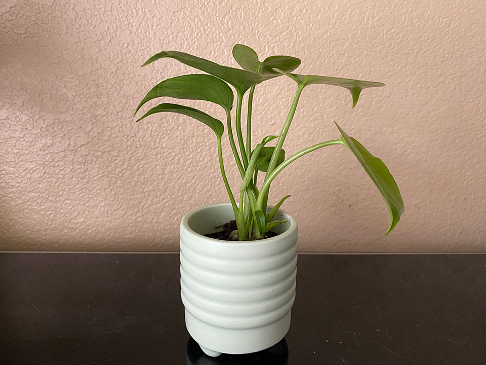 Monstera Deliciousa - Nov 2020