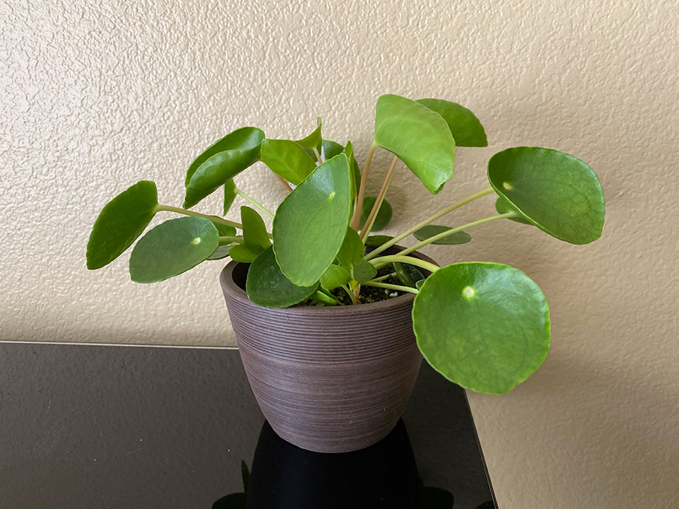 Pilea