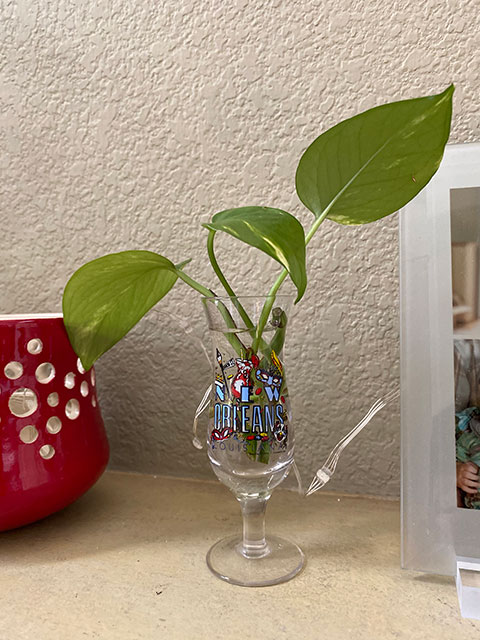 Pothos trimmings in water Feb 2020