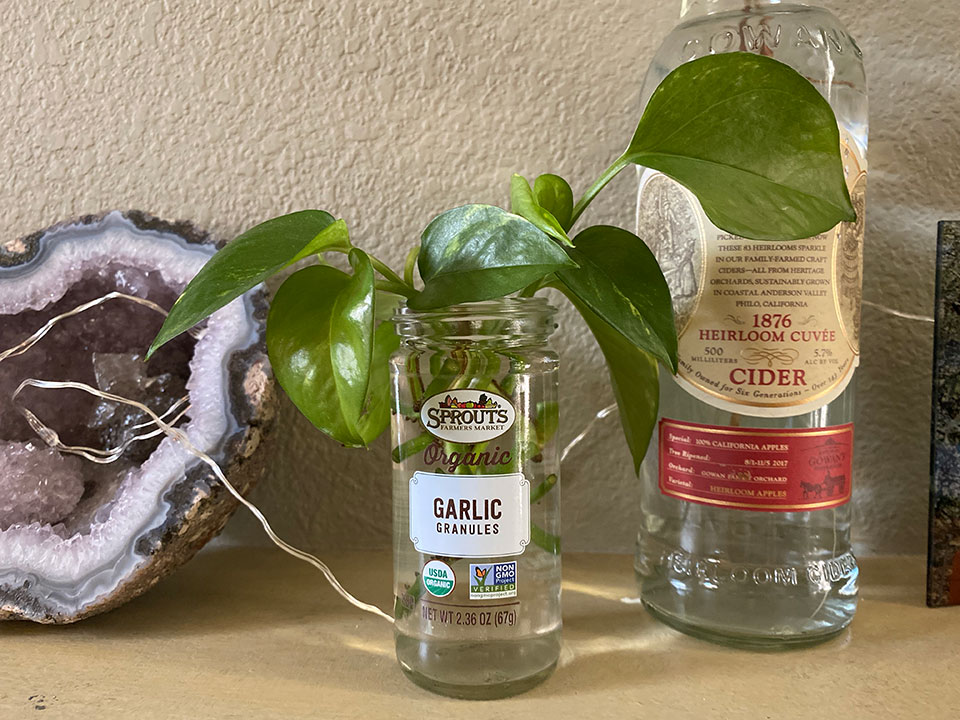 Pothos trimmings in water Feb 2020