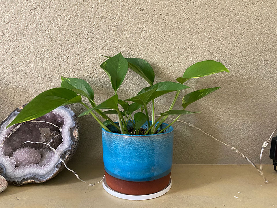 Pothos #1 in my planter Nov 2020