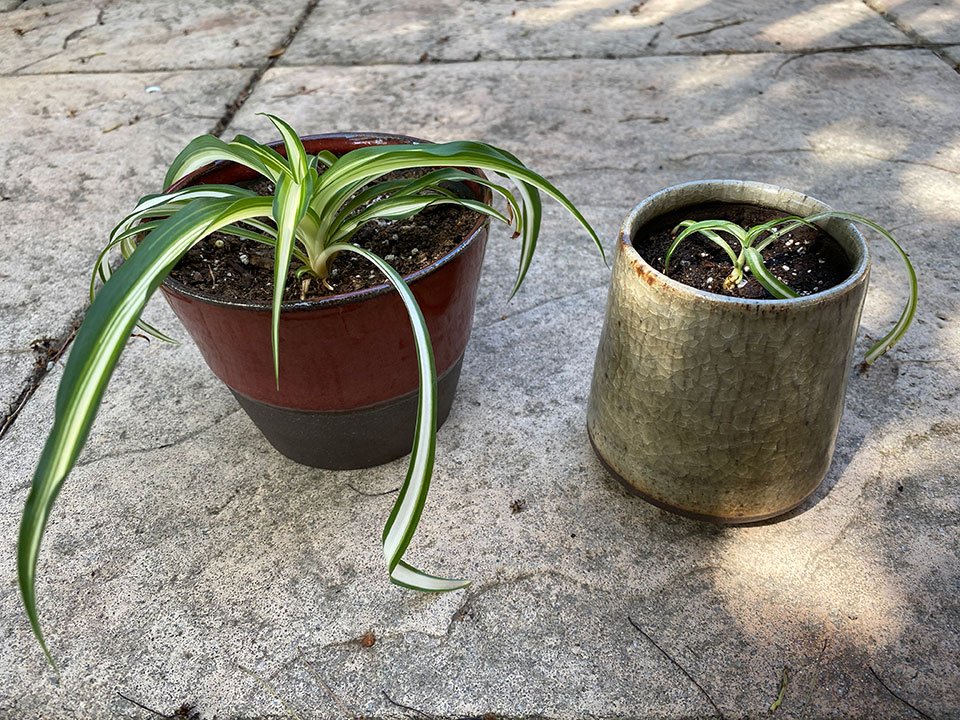 Baby spider plants in my plants